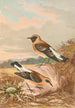 Saxicola stapazina Saxicola aurita - Johann Friedrich Naumann — näkymä teoksesta