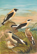 Saxicola stapazina Saxicola aurita Saxicola oenanthe - Johann Friedrich Naumann — näkymä teoksesta