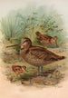 Scolopax rusticula - Johann Friedrich Naumann — näkymä teoksesta
