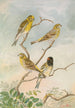 Serinus serinus Serinus pusillus - Johann Friedrich Naumann — näkymä teoksesta