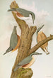 Sitta europaea caesia Sitta europaea L - Johann Friedrich Naumann — näkymä teoksesta