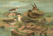 Stercorarius longicaudus Vieill Stercorarius parasiticus - Johann Friedrich Naumann — näkymä teoksesta