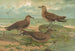 Stercorarius parasiticus Stercorarius pomarinus suuri lokki Stercorarius longicaudus vanha - Johann Friedrich Naumann — näkymä teoksesta