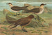 Stercorarius parasiticus, Stercorarius skua, Brünn, Stercorarius pomarinus, Keskilokki - Johann Friedrich Naumann — näkymä teoksesta