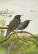 Sturnus vulgaris - Johann Friedrich Naumann — näkymä teoksesta