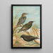 Sturnus vulgaris Sturnus vulgaris Menzbieri Sturnus unicolor Marmora - Johann Friedrich Naumann — kehystetty taideteos seinällä