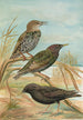 Sturnus vulgaris Sturnus vulgaris Menzbieri Sturnus unicolor Marmora - Johann Friedrich Naumann — näkymä teoksesta