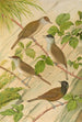 Sylvia atricapilla - Johann Friedrich Naumann — näkymä teoksesta