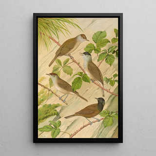 Johann Friedrich Naumann - Sylvia atricapilla.webp