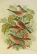 Sylvia curruca sylvia simplex - Johann Friedrich Naumann — näkymä teoksesta