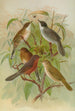 Sylvia melanocephala Sylvia undata Hypolais salicaria - Johann Friedrich Naumann — näkymä teoksesta