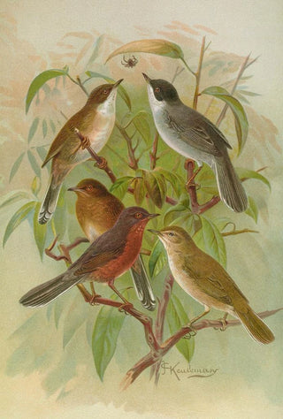 Johann Friedrich Naumann - Sylvia melanocephala Sylvia undata Hypolais salicaria.webp