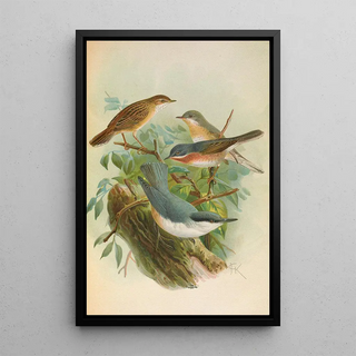 Johann Friedrich Naumann - Sylvia subalpina Bonelli Cisticola cisticola Sitta Neumayeri Michah.webp