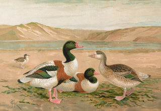 Johann Friedrich Naumann - Tadorna tadorna.webp