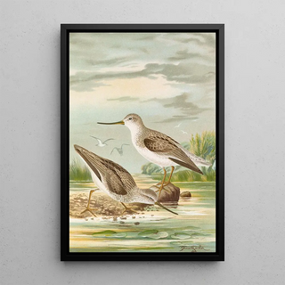 Johann Friedrich Naumann - Terekia cinerea.webp