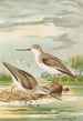 Terekia cinerea - Johann Friedrich Naumann — näkymä teoksesta