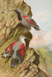 Tichodroma muraria - Johann Friedrich Naumann — näkymä teoksesta