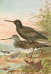 Totanus fuscus Totanus littoreus - Johann Friedrich Naumann — näkymä teoksesta