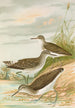 Totanus ochropus Totanus glareola Tringoides hypoleucus - Johann Friedrich Naumann — näkymä teoksesta
