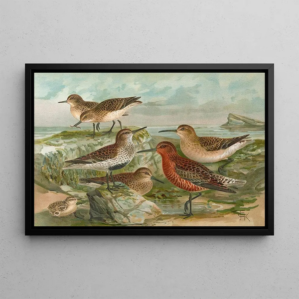 Johann Friedrich Naumann - Tringa Temmincki Leisl Tringa alpina Tringa subarcuata.webp