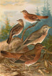 Turdus Naumanni - Johann Friedrich Naumann — näkymä teoksesta