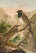 Turdus atrigularis - Johann Friedrich Naumann — näkymä teoksesta