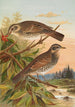 Turdus fuscatus - Johann Friedrich Naumann — näkymä teoksesta