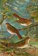 Turdus fuscescens Turdus pallassii Turdus swainsonii - Johann Friedrich Naumann — näkymä teoksesta