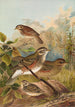 Turdus iliacus - Johann Friedrich Naumann — näkymä teoksesta