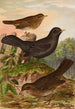 Turdus merula - Johann Friedrich Naumann — näkymä teoksesta