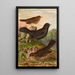 Turdus merula - Johann Friedrich Naumann — kehystetty taideteos seinällä