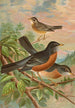 Turdus migratorius - Johann Friedrich Naumann — näkymä teoksesta