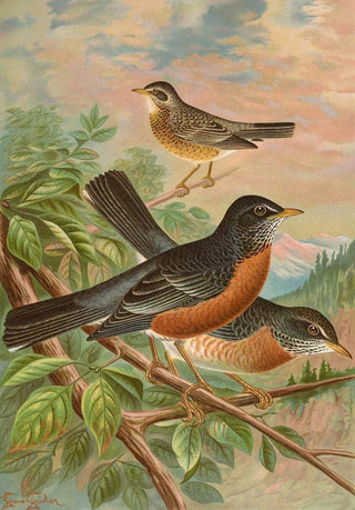 Johann Friedrich Naumann - Turdus migratorius.webp