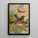 Turdus migratorius - Johann Friedrich Naumann — kehystetty taideteos seinällä