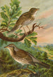 Turdus musicus Turdus pilaris - Johann Friedrich Naumann — näkymä teoksesta