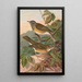Turdus obscurus - Johann Friedrich Naumann — kehystetty taideteos seinällä