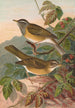 Turdus obscurus - Johann Friedrich Naumann — näkymä teoksesta