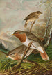 Turdus ruficollis - Johann Friedrich Naumann — näkymä teoksesta
