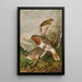 Turdus ruficollis - Johann Friedrich Naumann — kehystetty taideteos seinällä