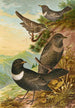 Turdus torquatus - Johann Friedrich Naumann — näkymä teoksesta