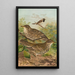 Turdus viscivorus Turdus atrigularis - Johann Friedrich Naumann — kehystetty taideteos seinällä
