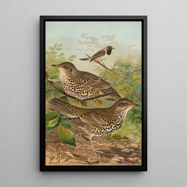 Johann Friedrich Naumann - Turdus viscivorus Turdus atrigularis.webp