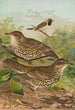 Turdus viscivorus Turdus atrigularis - Johann Friedrich Naumann — näkymä teoksesta