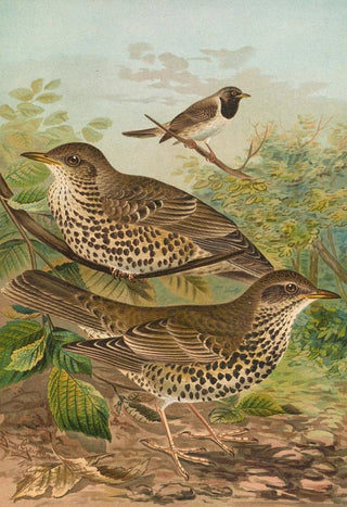 Johann Friedrich Naumann - Turdus viscivorus Turdus atrigularis.webp