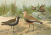 Vanellus gregarius Pall Charadrius dominicus St Muller - Johann Friedrich Naumann — näkymä teoksesta