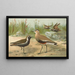 Vanellus gregarius Pall Charadrius dominicus St Muller - Johann Friedrich Naumann — kehystetty taideteos seinällä