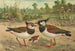 Vanellus vanellus - Johann Friedrich Naumann — näkymä teoksesta