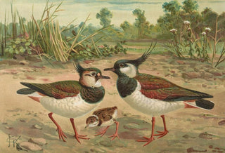 Johann Friedrich Naumann - Vanellus vanellus.webp