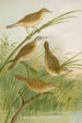 crocephalus streperus streperus horticolus palustris palustris fruticolus - Johann Friedrich Naumann — näkymä teoksesta
