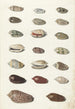 Kaksikymmentä trooppista simpukkaa - Johann Gustav Hoch — näkymä teoksesta